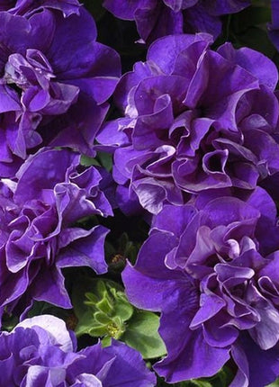 Double Cascade Petunia Duo Blue F1 Seeds - Petunia x hybrida