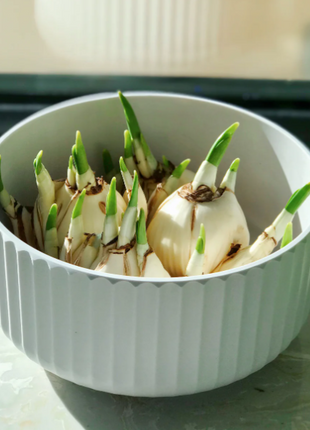 🌺White Purity - Third Generation Daffodils