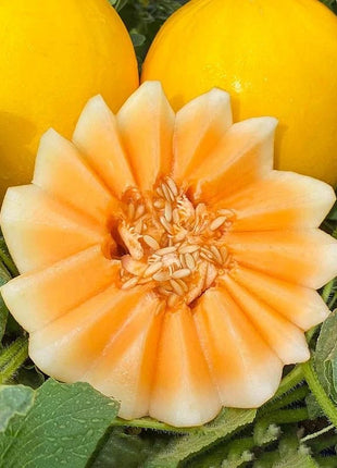 🍈Yellow River Honey Melon
