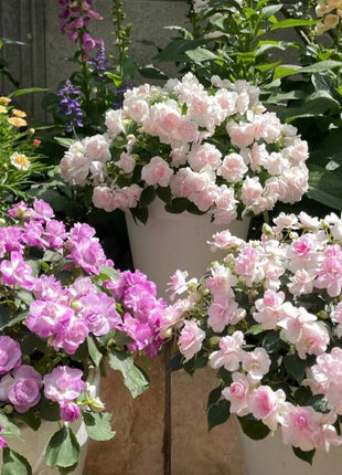 Double Impatiens Seeds - A Symphony of Petals in Nature's Garden