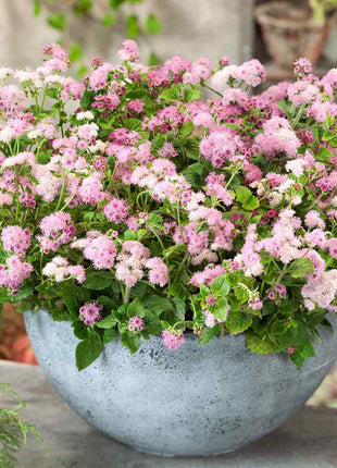 Ageratum Seeds—Heirloom Seed