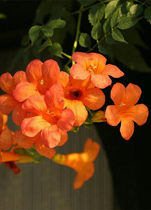 Trumpet Vine