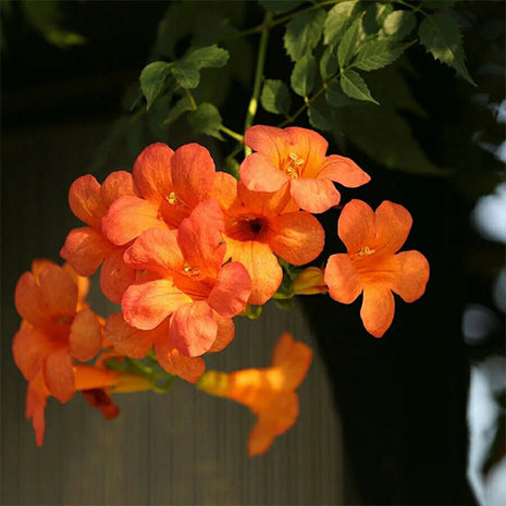 Trumpet Vine