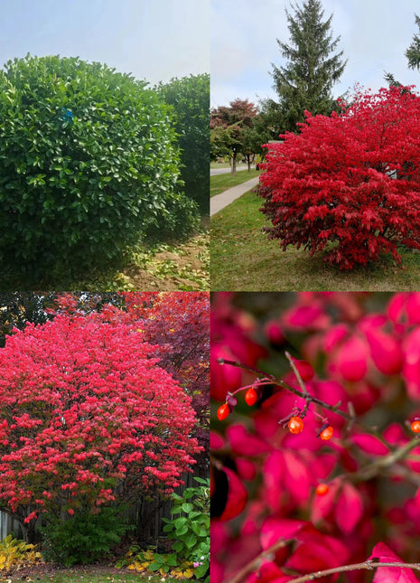🔥Burning Bush