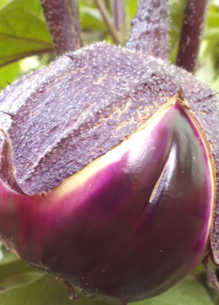 Barbarella Purple Eggplant Vegetable Seeds