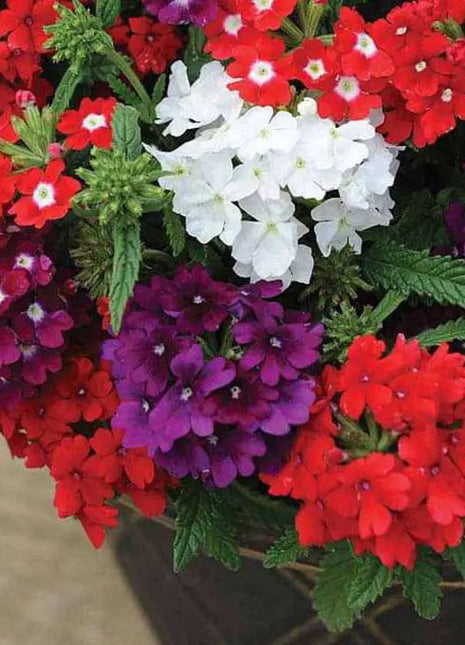 Verbena Quartz Mixed Color - Flower Seeds