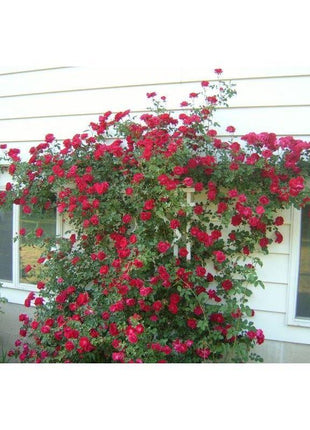 50pcs/Bag Climbing Rose Seeds
