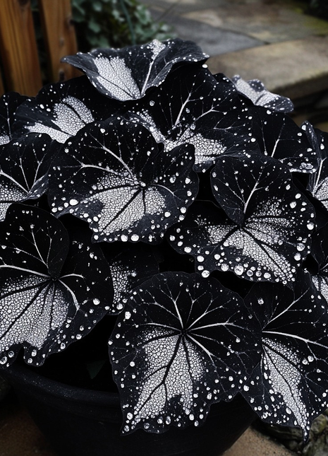 Black Velvet Butterfly Begonia