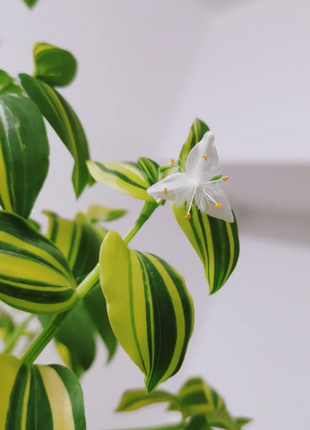 💐Oil Painting Wedding Orchid—Symbol Of Eternity