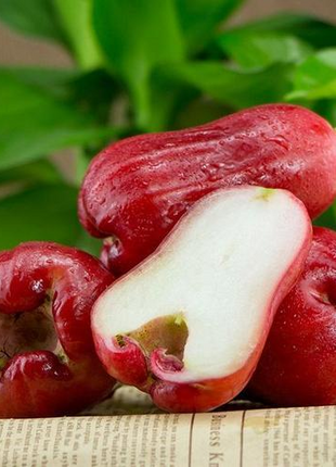 Wax-apple Fruit Seeds🍹