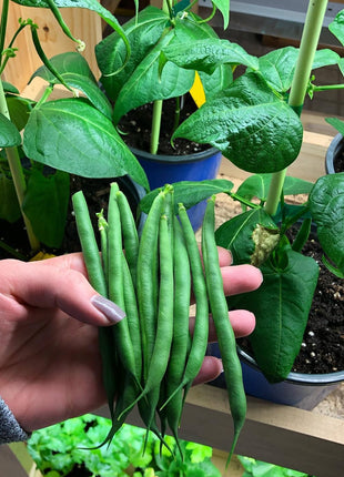 Container Bush Beans French Mascotte