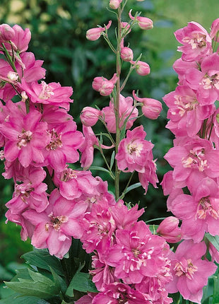 🌼Big Flower Delphinium Seeds