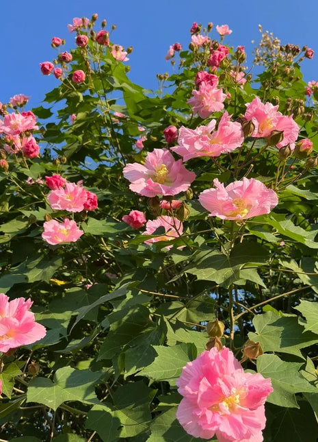 🌸Drunken Hibiscus - Changes Color Three Times a Day