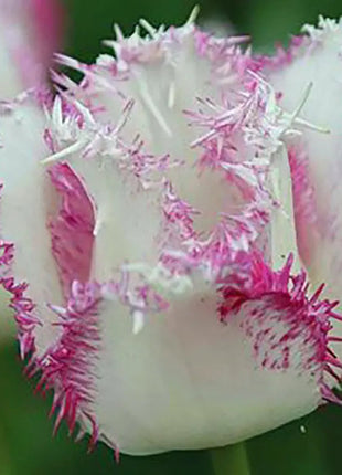 Bonsai Rare Color Tulip Seeds-Pink