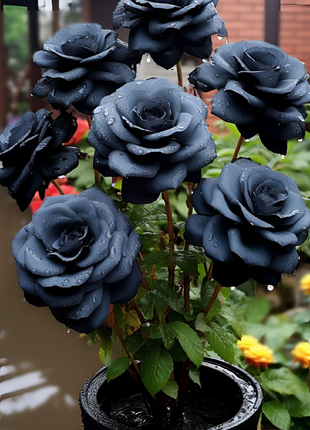 Rare Black Rose Seeds For Home Potted Garden