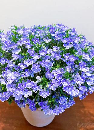 🌈Optimal Carpet Plant✨Creeping Lobelia Erinus Seeds
