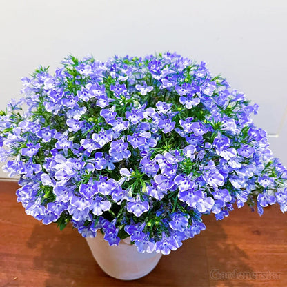 🌈Optimal Carpet Plant✨Creeping Lobelia Erinus Seeds