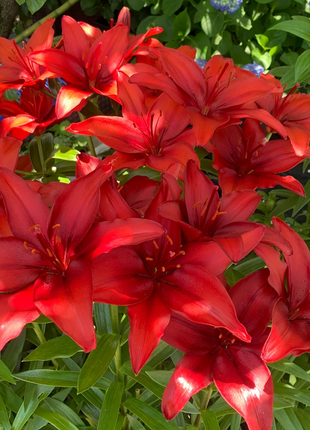 Multicolor Lily Seeds