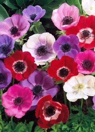 50 Anemone Bulbs - Mixed colors of pink, purple, white, fushia and red, Size 6/7