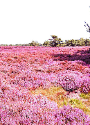 Purple Heather-callun