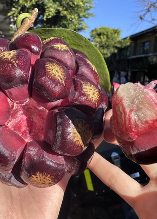 Black Tiger Seeds | Devil Fruit