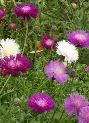 CORNFLOWER SEEDS - IMPERIALIS MIX