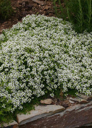 📣Optimal Ground Cover✨Creeping Thyme Seeds