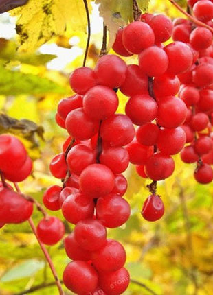Egrow 50Pcs（100Pcs）/Pack Schisandra Seeds Chinese Magnolia Vine Edible Garden Fruit Tree Seed DIY Plants
