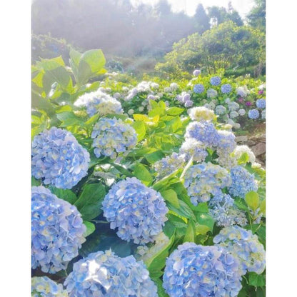 Hydrangea Seeds 50 seeds Mixed Color Seeds Perennial Flowers for Vibrant Garden Displays Hardy and Easy to Grow Perfect for Landscaping and Gardening Projects