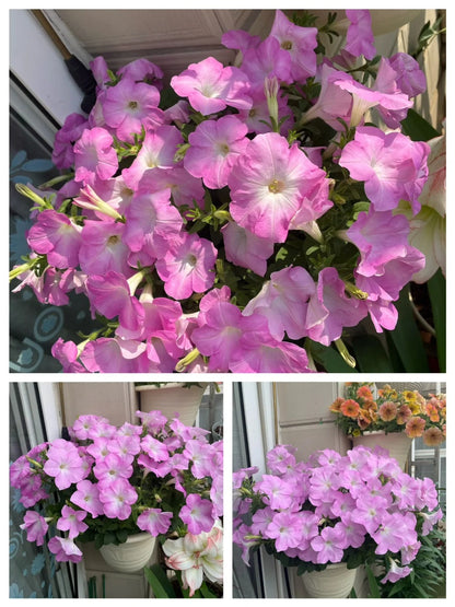 🌸The Latest Petunia Varieties In 2024