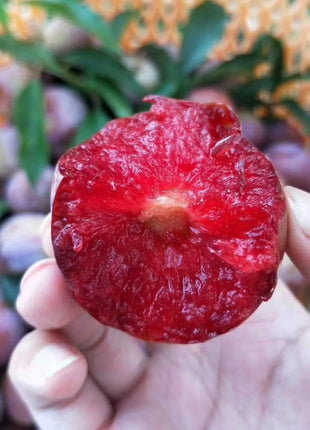 Blood Plum Sanhua Plum Seeds