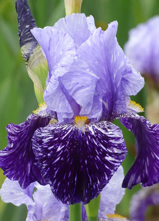 Iris germanica 'Millennium Falcon'