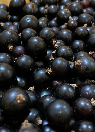 Multicolor Gooseberry Seeds