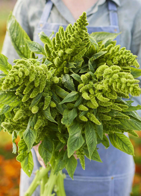 🌾Amaranthus Seeds