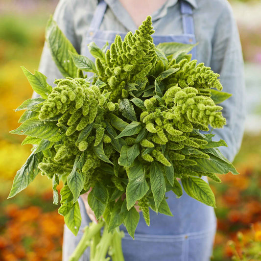 🌾Amaranthus Seeds