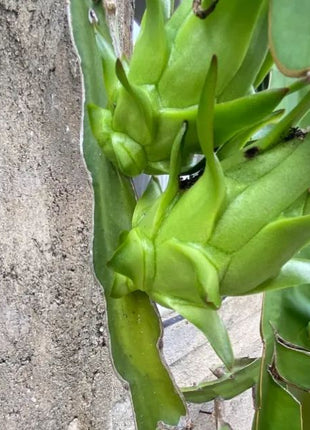 Multi-colored Dragon Fruit Seeds