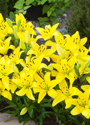Carpet Border Lily
