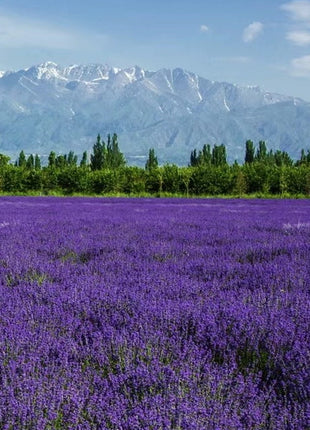 Lavender Seeds Purple Blooming