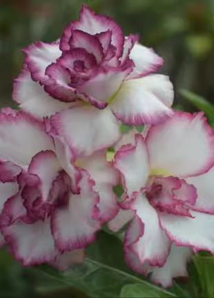 Beautiful whirlpool💞Desert Rose Seeds