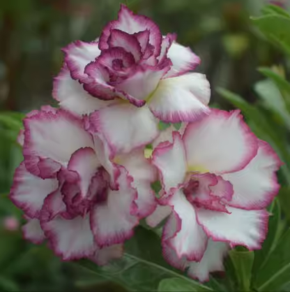 Beautiful whirlpool💞Desert Rose Seeds