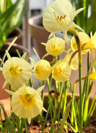 Narcissus bulbocodium Golden Bells