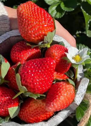 Strawberry Cream Seeds