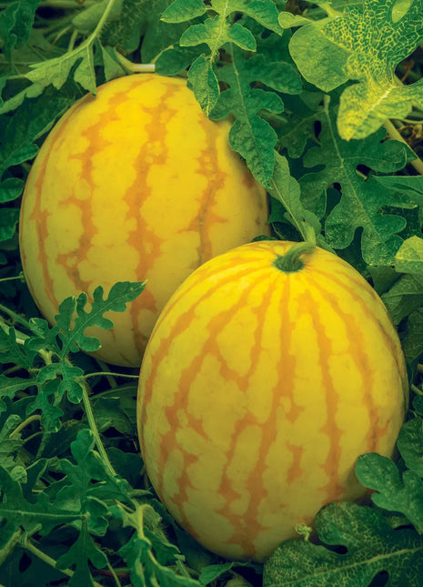 Watermelon, Red in Gold Hybrid, Golden Midget Watermelons