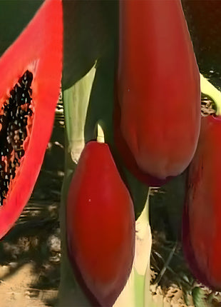 Organic Papaya Tree Seeds Heirloom Edible