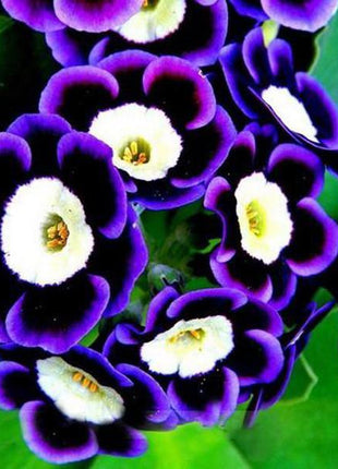 Black Purple Scarce Rare Phantom Petunia Flower Seeds