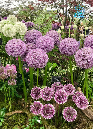 Giant Allium Giganteum Ornamental Onion Flower