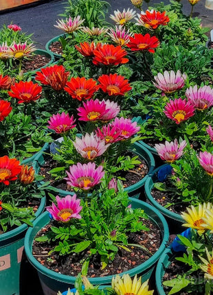 Medal Chrysanthemum Seeds - Flower of Glory