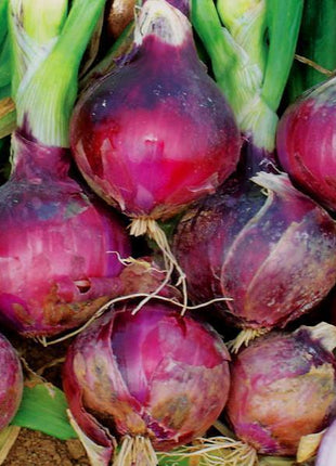 Onion Monastrell F1 Organic