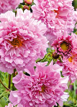 🌸Double Cosmos Seeds-Flower of Happiness