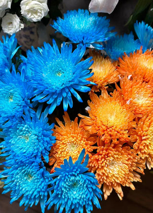 Anna Chrysanthemum Seeds